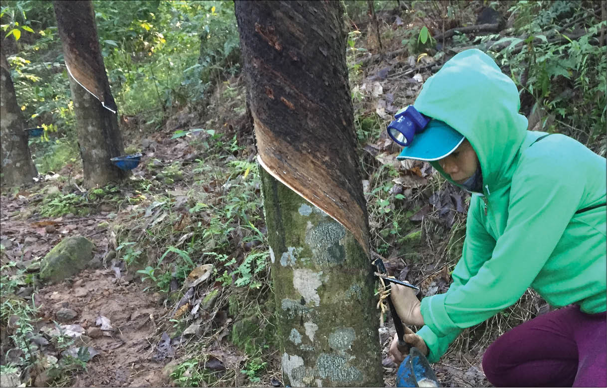 Theo chân người cạo mủ cao su