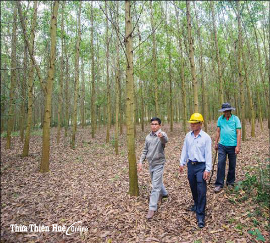 No worry about plantation forest output