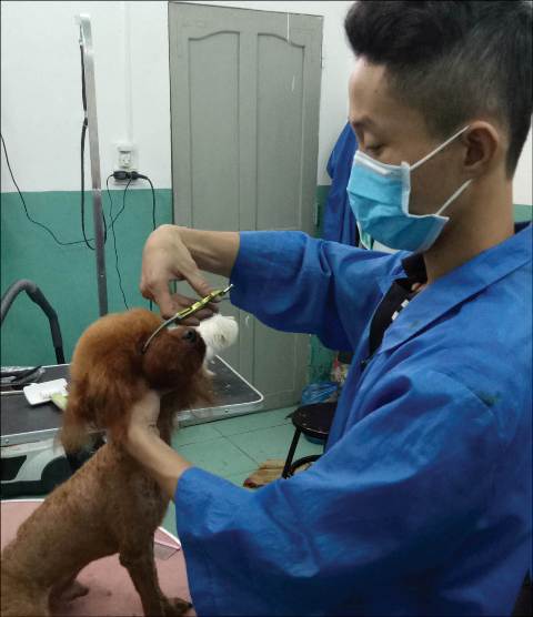 Phụ kiện và dịch vụ cho thú cưng
