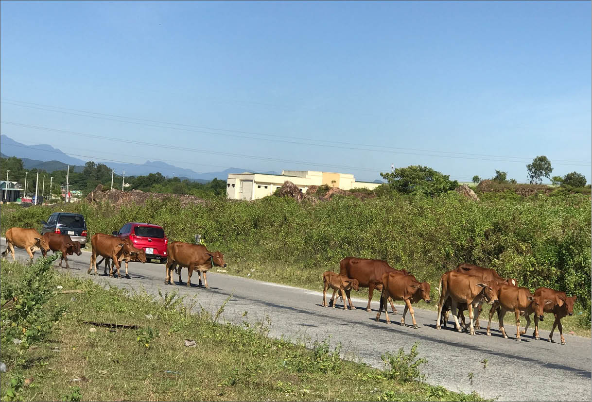 Nạn trâu, bò thả rông trên đường Ngao ngán