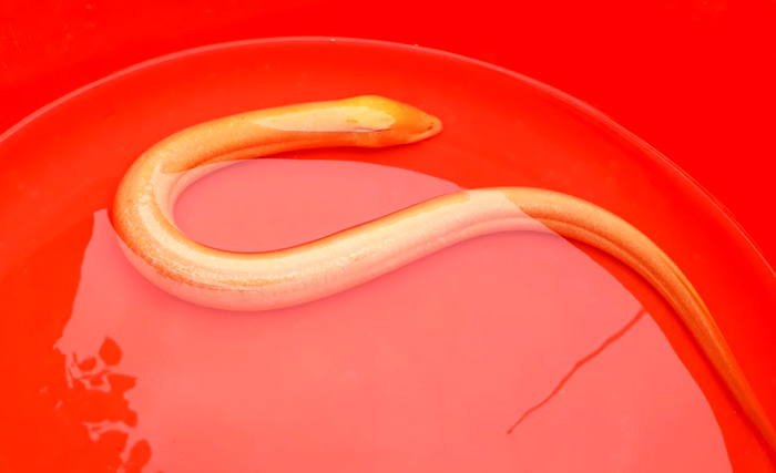 Ngư dân bắt được con lươn vàng lạ mắt