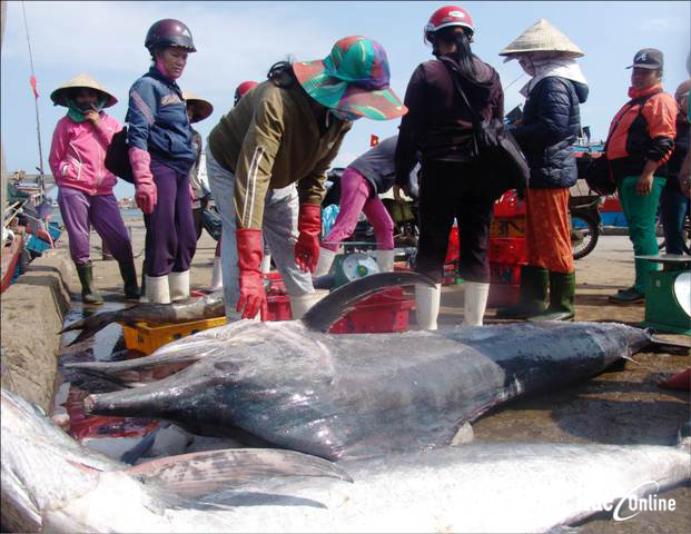 Over VND 11 billion to support transportation costs for offshore fishing vessels