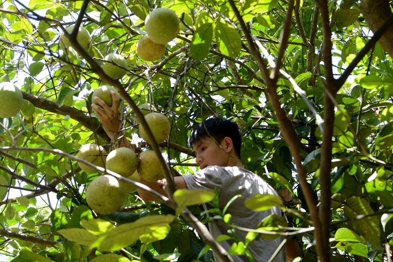 Picking thanh tra pomelos at Thuy Bieu gardens