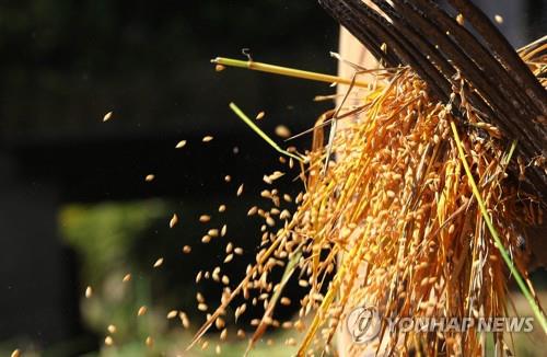 Hàn Quốc thu mua gạo số lượng lớn để bình ổn giá cả thị trường