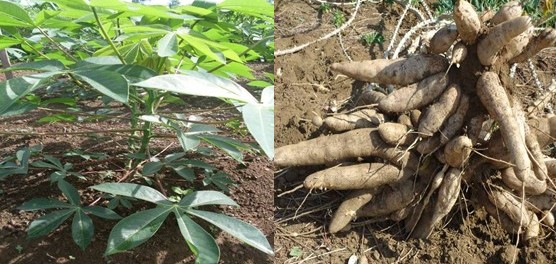 Successful testing of new cassava varieties
