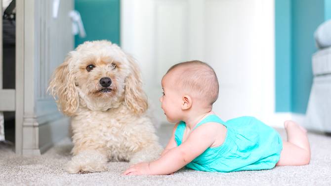 Nuôi chó giúp hỗ trợ hạn chế khả năng mắc bệnh ở trẻ em