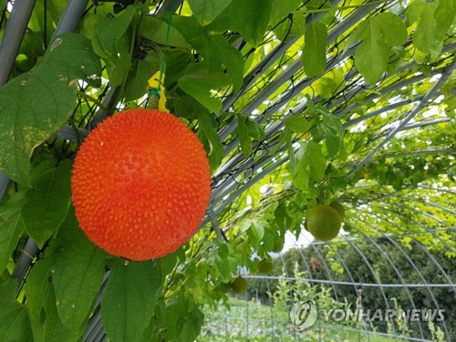 Hàn Quốc Thử nghiệm thành công việc gieo trồng trái cây nhiệt đới