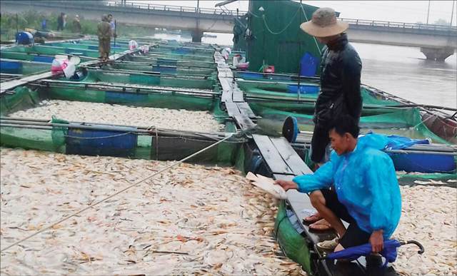 Hỗ trợ  căn cơ