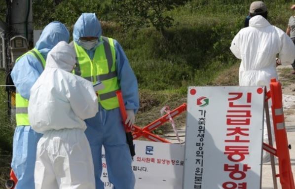 Hàn Quốc tiếp tục phát hiện virus cúm gia cầm ở ngoại ô Seoul