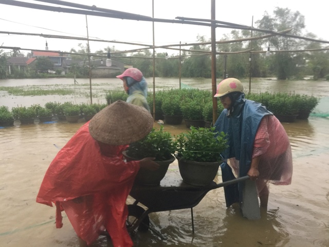 Giúp nhau cứu hoa ngày lũ