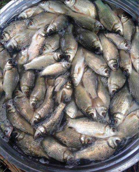 Về đồng ăn cá