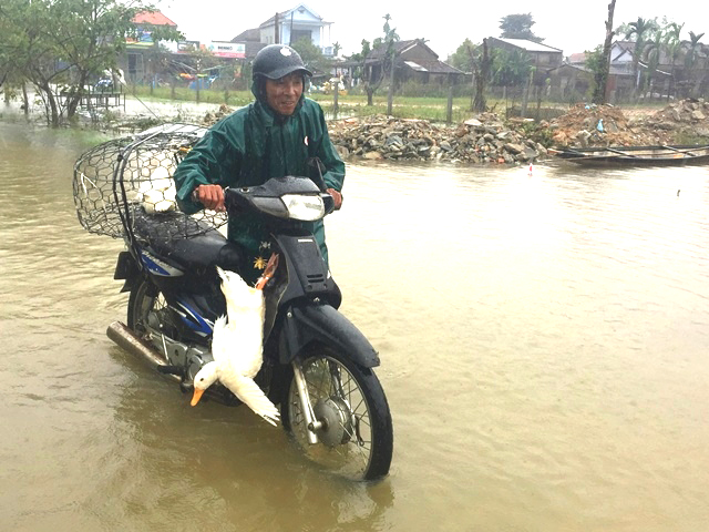 Sống cùng lũ