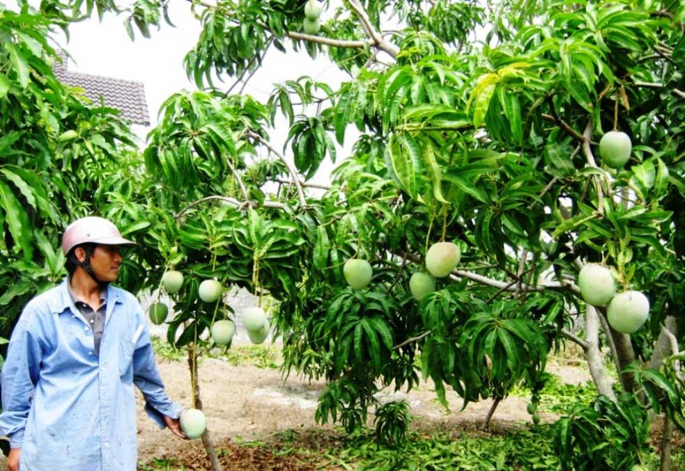 3 000 tấn xoài Việt Nam sẽ được xuất sang Mỹ