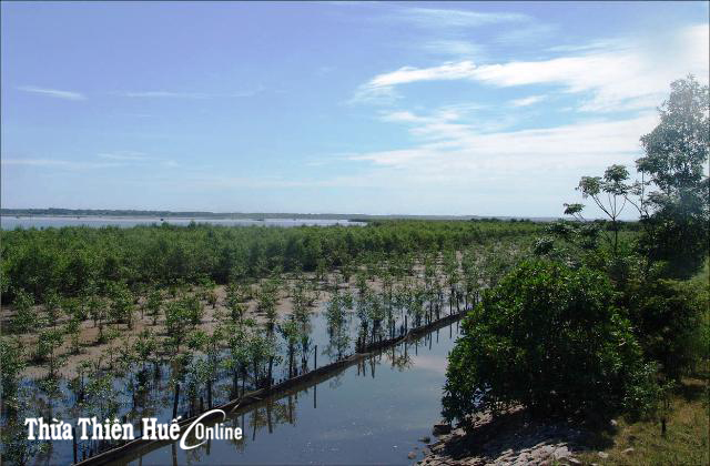 Mangrove forest in preventing floods