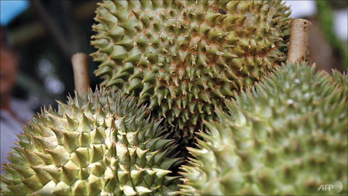 Phân biệt sầu riêng hảo hạng Musang King bằng công nghệ RFID