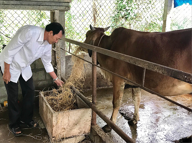 “Bà đỡ” của người nuôi bò