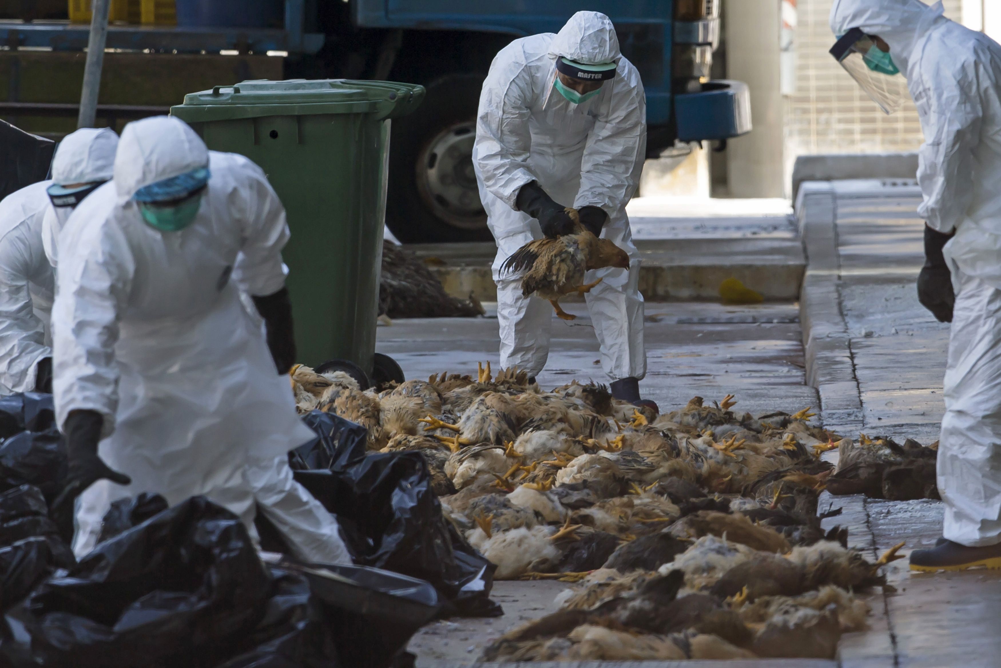 Bùng phát dịch cúm gia cầm H5N8 ở Saudi Arabia