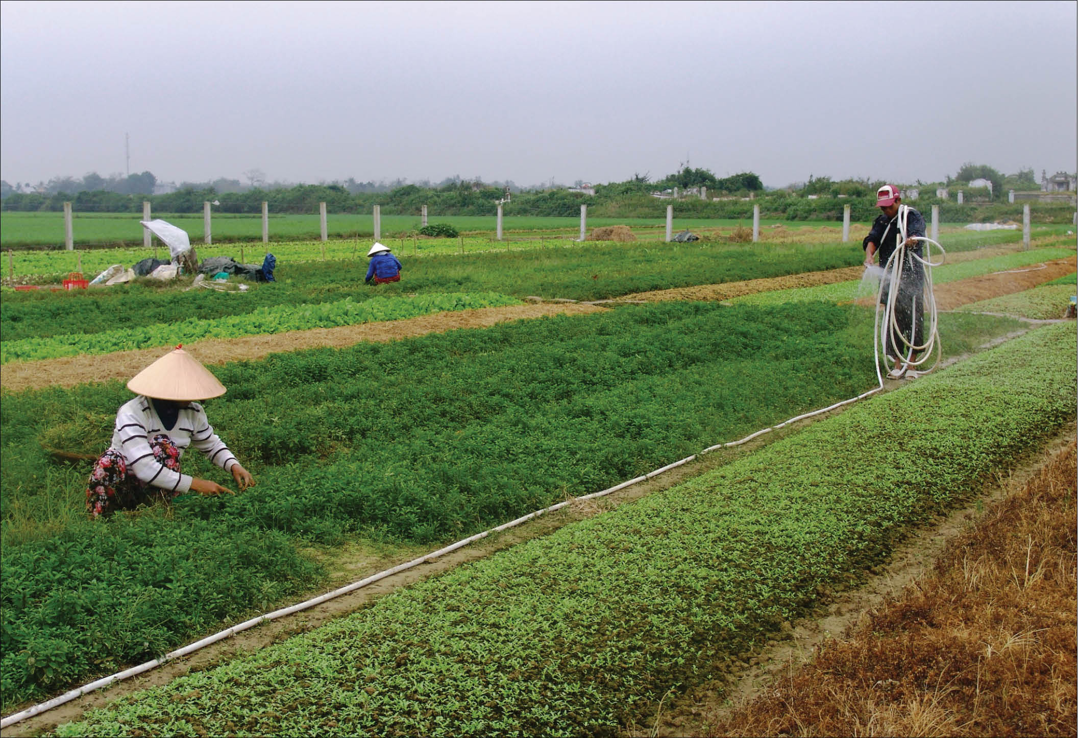 Hoa, rau phục vụ tết Du nhập nhiều loại giống mới