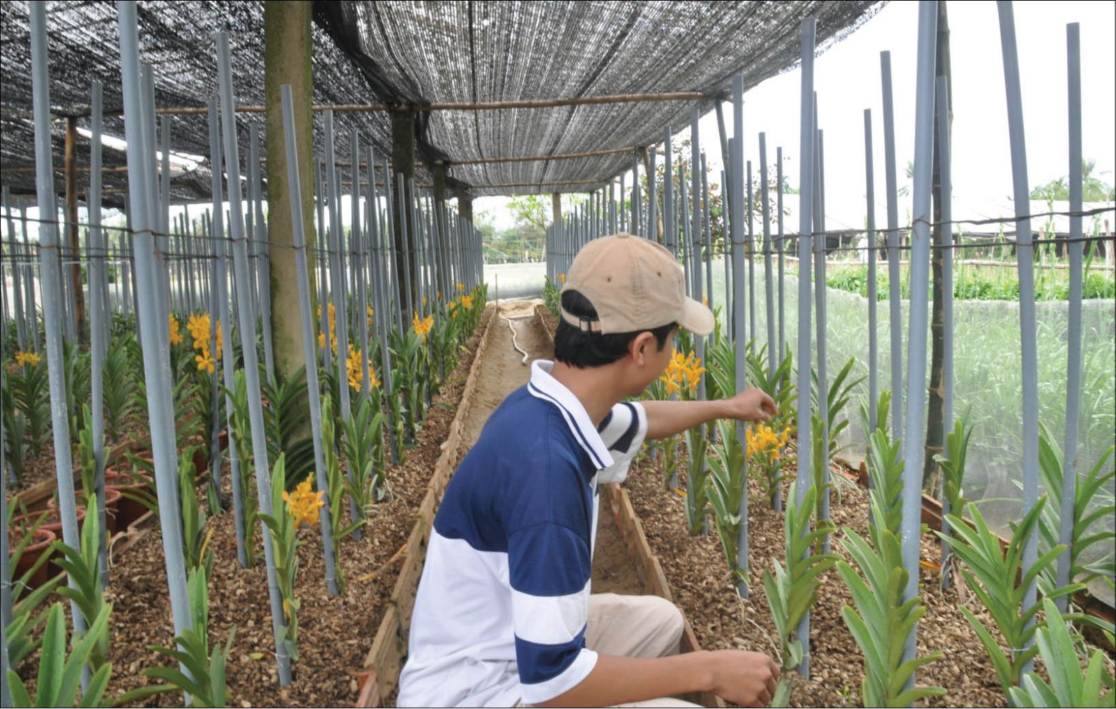 Flowers and vegetables for Tet Introducing many new varieties