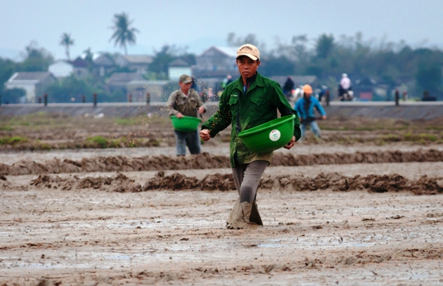 Ra đồng ngày lạnh giá