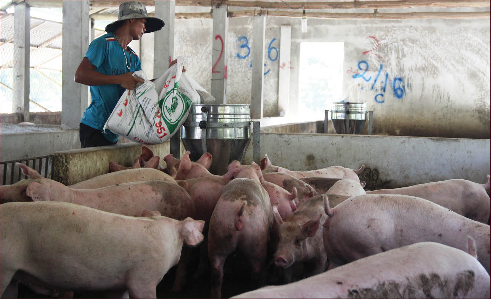 Đảm bảo thịt heo dịp tết