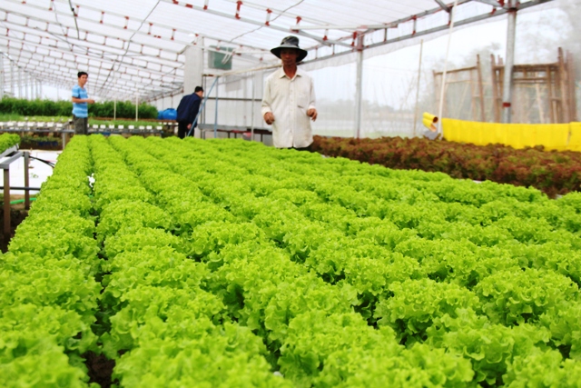 Thăm vườn rau thủy canh