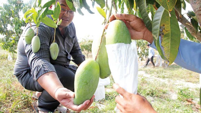 Campuchia không thể xuất khẩu xoài vì sự phá hoại của ruồi giấm