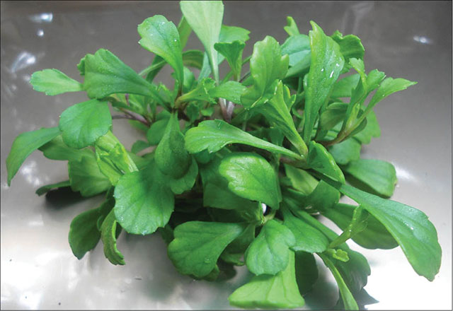 Chắt chiu rau cúc biển