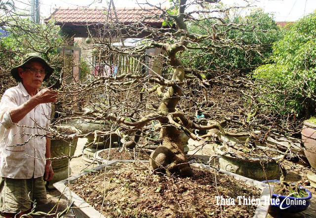 Caring for apricot blossoms to welcome Tet