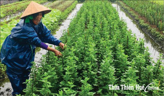Dien Hoa Chrysanthemums in Blooming Season