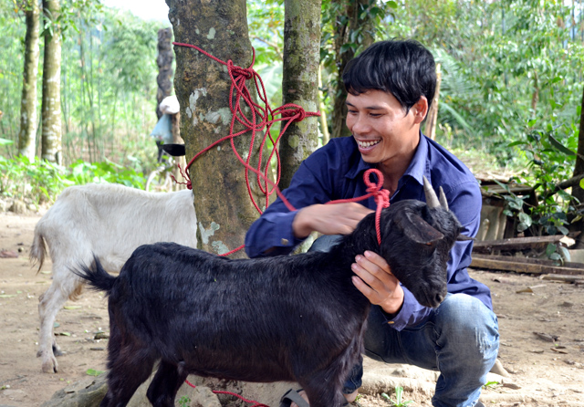 Trao con giống cho các hộ nghèo ở A Lưới