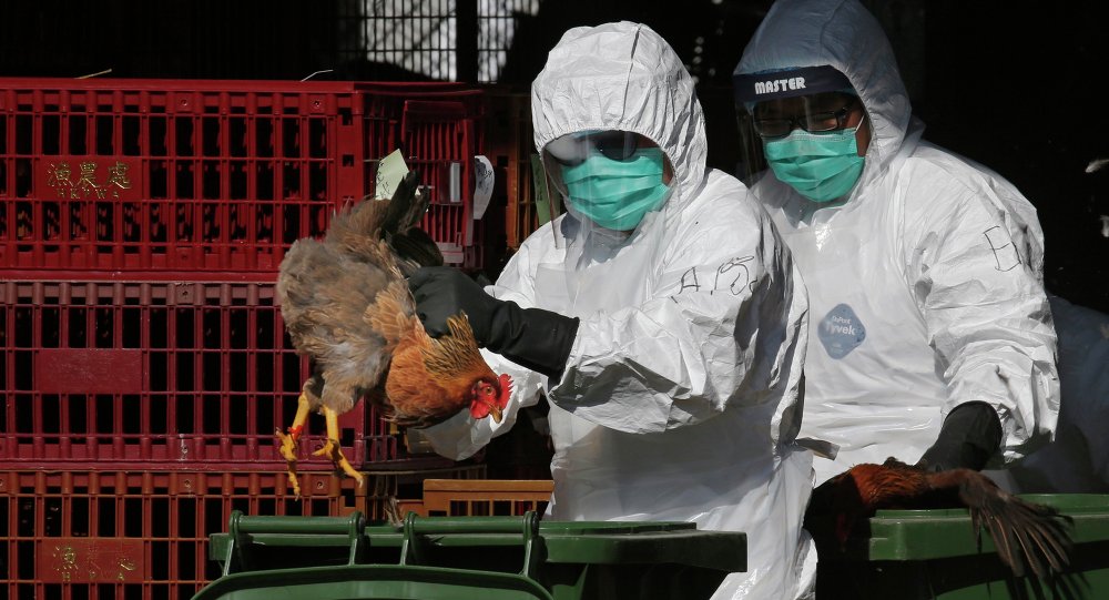 Hàn Quốc bùng phát cúm gia cầm ngay trước thềm Thế vận hội Mùa đông
