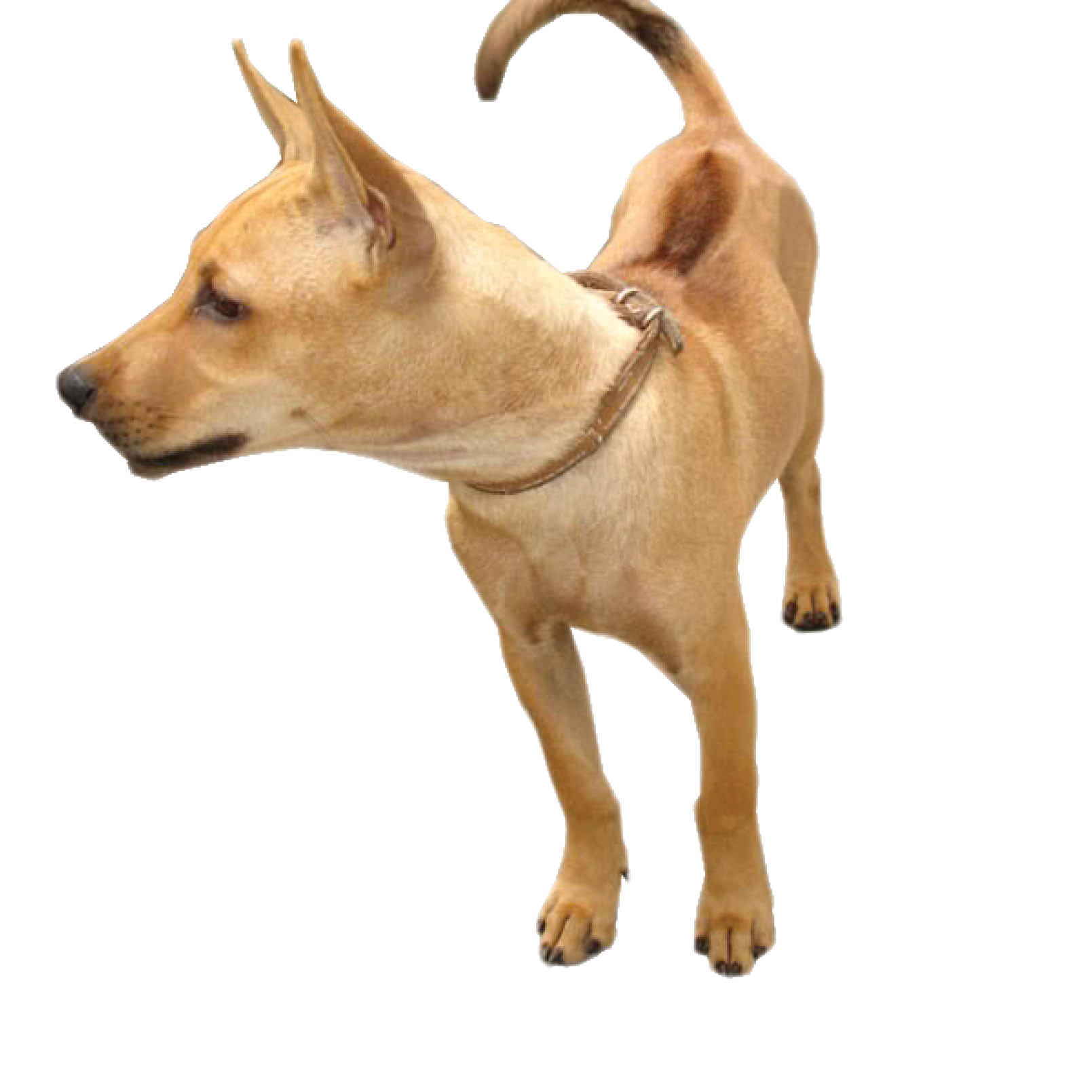 Mất chó thương  mèo