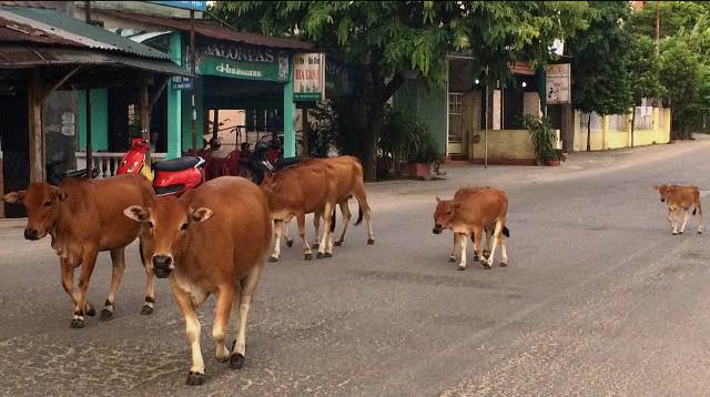 3 phường thua  bầy bò