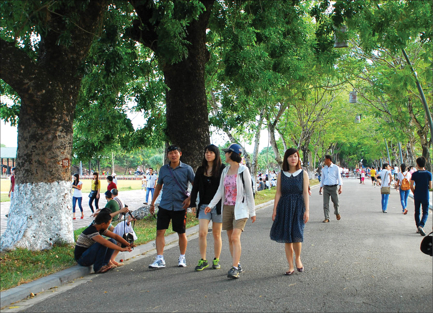 Hai bên là hàng cây cổ thụ