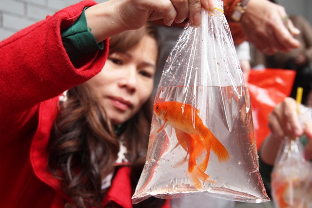 Sôi động chợ cá chép trước giờ tiễn ông Táo về trời