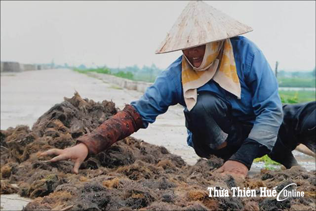 Phu An’s seaweed flavours