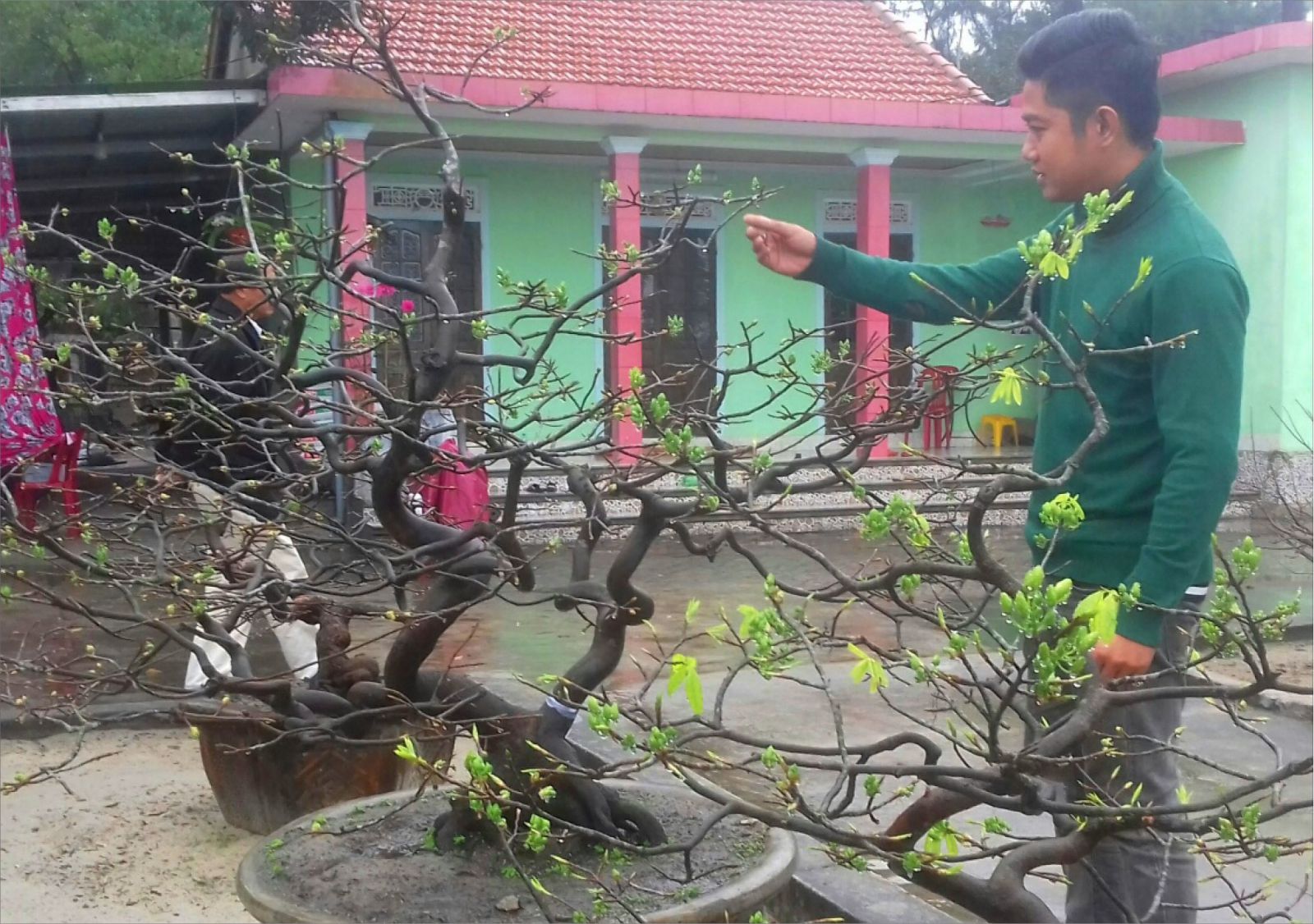 Apricot blossom village of Dien Hoa
