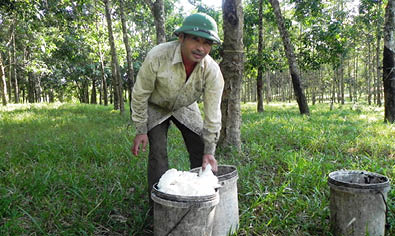 Vận động người dân ngưng khai thác mủ cao su
