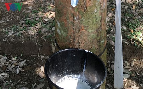 Cao su xuất sang thị trường Trung Quốc chiếm 55 tổng sản lượng