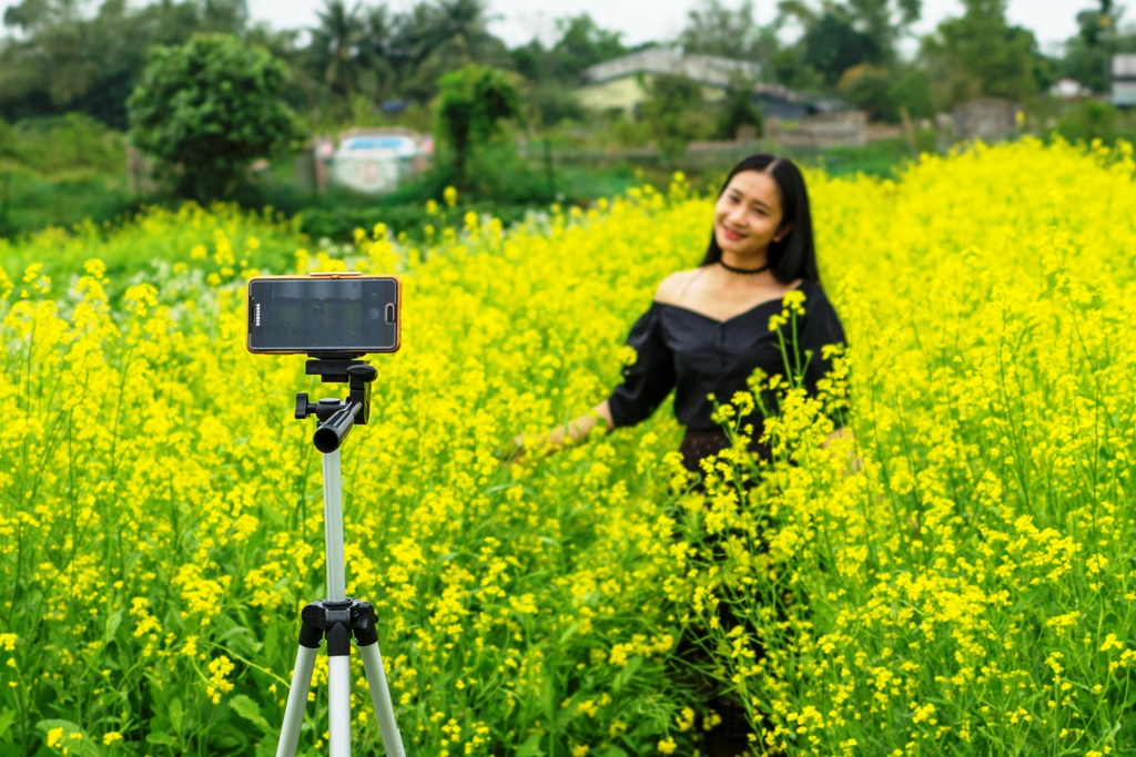 Đồng cải vàng níu chân lữ khách