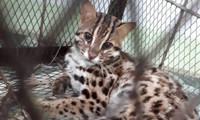 Successful rescue of rare animals