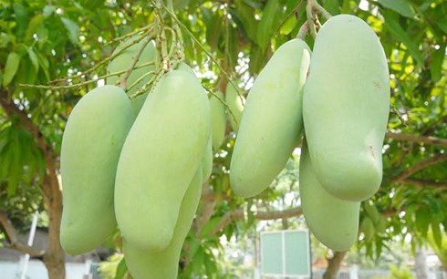 Xuất khẩu rau củ quả 93 là xuất thô và sơ chế