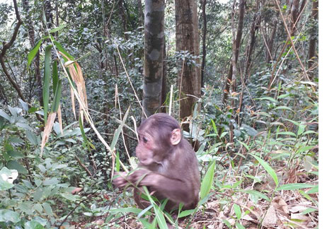 Release of two stump-tailed macaques into natural environment