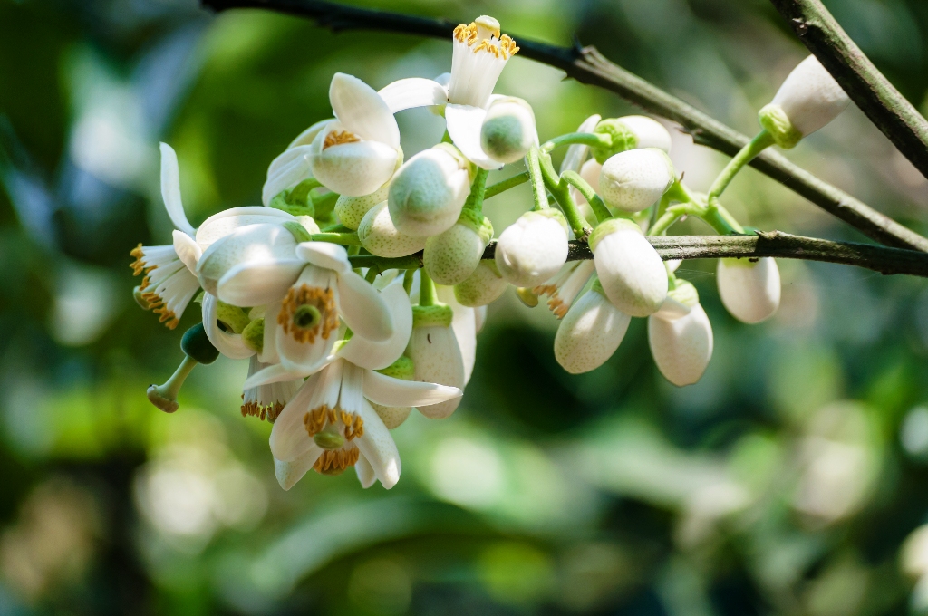 Viewing grapefruit flowers in March