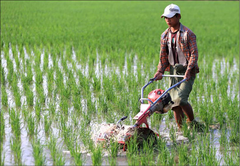 Myanmar lập kỷ lục xuất khẩu gạo nhiều nhất trong lịch sử