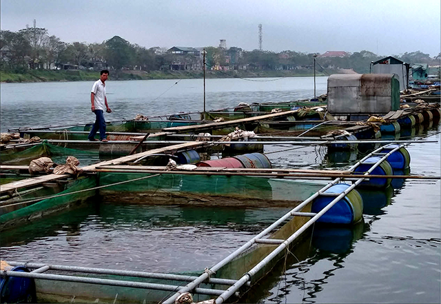 Đưa cá lồng vào quy hoạch