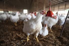 Đức phát hiện ổ dịch cúm gia cầm H5N6