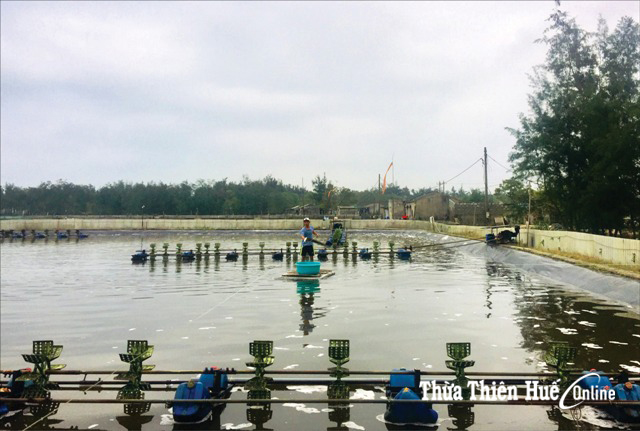 “Đời” tôm, phận người