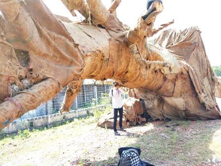 Kiểm lâm vào cuộc vụ vận chuyển cây “khủng”